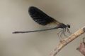 Calopteryx haemorrhoidalis